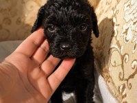 Siyah 2 Aylık Toy Poodle Dişi