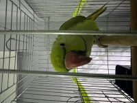 2 yaşında el besleme büyümüş konuşan evcil pakistan