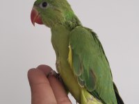 El besleme bebek pakistan papağanlar