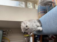 Oyuncul ve eğlenceli scottish fold