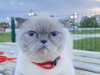 Blue point british shorthair