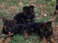 Orjinal alman çoban köpeği (alman kurdu) yavrusu