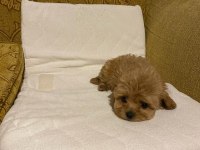 Toy poodle ayarında maltipoo bebekler