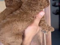 Red Poodle yavrularımız
