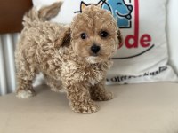 Petmode Köpek Çiftliğinde Ziyarete Açık Kore Maltipoo