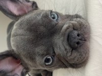 A kalite sıfır kuyruk sıfır burun ev doğum french bulldog