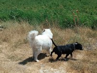 3 yaşında erkek samoyed