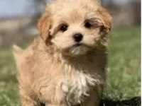 Irk Ve Sağlık Garantili Maltipoo Bebekler