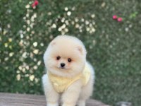 Show Kalite Pomeranian Boo Yavrular