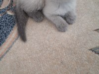 Scottish Fold Minnoş Kedim