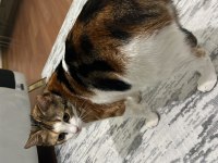Acil Sahiplendirilmesi Lazım Kedimizin