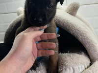Küçük ve Hırslı Belçika Kurdu (Malinois) Yavruları