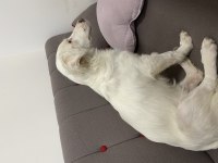 Köpeğimize maddi manevi aile olur musunuz