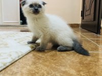 2,5 Aylık Blue Point Scottish