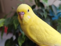 Yeni yeme düşen albino yavru muhabbet kuşu