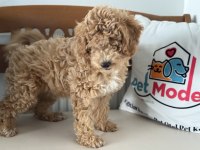 Petmode Köpek Çiftliğinden Wc Eğitimli Maltipoo