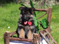Irk ve Sağlık Garantili Showline K9 Alman Kurdu Yavrularımız
