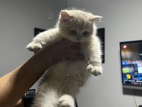 3 aylık golden british shorthair