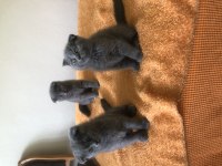 Scottish fold yavrularım
