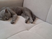 YAKIŞIKLI, GÜZEL HUYLU, SAFKAN (BAKIM) BRITISH BLUE