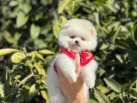 A kalite ırk sağlık garantili pomeranian yavrular