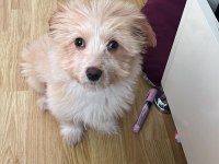 Maltipoo Yavrumuz Latteye Yuva Arıyoruz