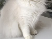 Silver point british longhair