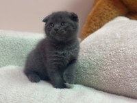 KOCA KAFA KEDİLER AA KALITE SAFKANDIR