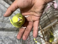 45 Günlük Ele Alıştırmalık Kuşlar