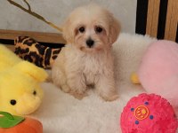 Maltipoo Yavrularımız