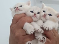 British Shorthair Kediler