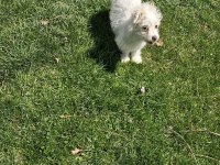 Dişi Maltese terrier köpeğimiz yeni sahibini arıyor