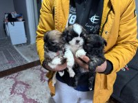 Shih tzu şitzu yavruları