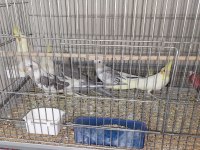 45 günlük yeni yeme düşmüş bebek sultanlar.