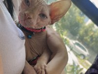 Sphynx saf ırk yavrumuz