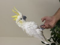 Sülfür Kakadu 81 İle Gönderim Mevcut