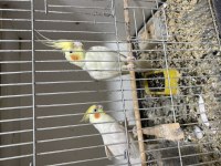 Çift sultan papağanı albino cins