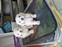 2 aylık dişi terrier bebekler