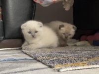 Samsun bluepoint yavru kediler 1,5 aylık