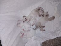 Sahiplendirme scottish fold