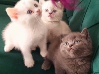 Orjinal top kafa british shorthair yavrularımız