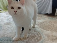 Ücretsiz Sahiplendirilecek British Shorthair