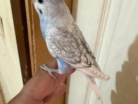34 GÜNLÜK KONUŞTURMALIK BEBEK MUHABBET KUŞU