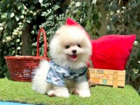 Safkan pomeranian bebekler