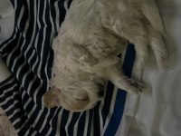 3 aylık terrier