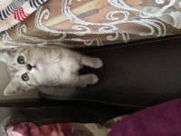 British Shorthair Yavrularımız Yeni Ailelerini Bekliyor
