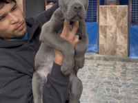 Cane corsa alan koruma köpeği üst düzey yavrularım 