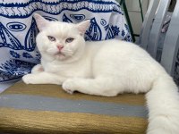 SCOTTİSH STRAİGHT KEDİME EŞ ARIYORUM