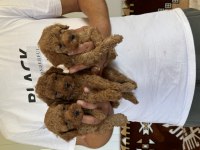 Sağlıklı orjinal poodle köpekler