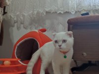 ACİL 5 AYLIK SCOTTİSH FOLD